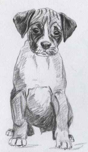 Boxer pup custom - -,